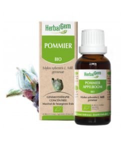 Pommier (Malus sylvestris) bourgeon BIO, 15 ml